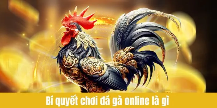 Bí quyết chơi đá gà để đạt hiệu quả cao nhất 2026